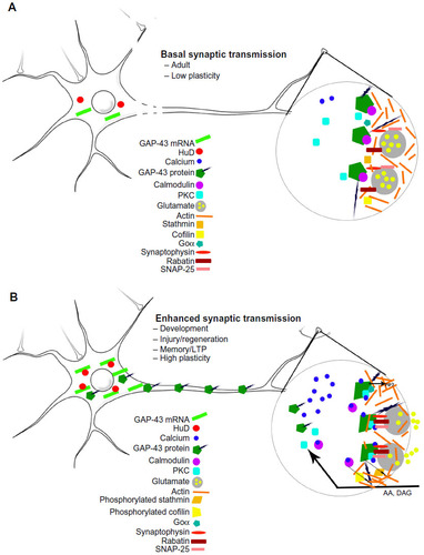 Figure 2 Functional aspects of GAP-43 in the neuron.