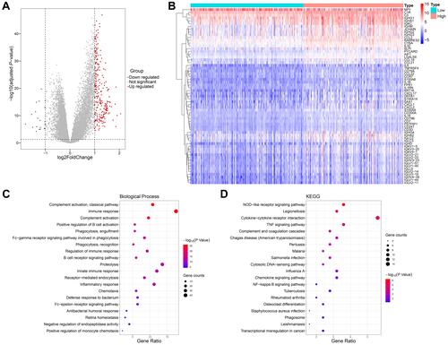 Figure 3 Correlation between glycolytic activity and immune function in prostate cancer. (A) Volcano plot for DEGs between the low- and high-glycolysis groups. (B) Heatmap analysis of dysregulated inflammation-related genes between the low- and high-glycolysis groups. (C and D) The top 20 most significant enrich Gene ontology (GO) and Kyoto Encyclopedia of Genes and Genomes (KEGG) terms with 260 DEGs analyses.