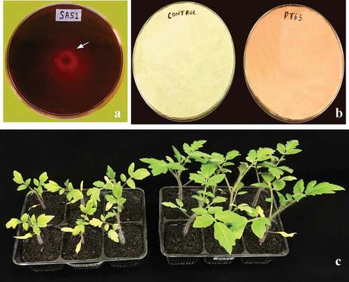 Fig. 1 Plant growth promoting traits: A, Siderophore production by strain SA51 orange halo (arrow) indicates positive reaction, B, HCN production by strain PT65, C, In planta plant growth promotion by strain SA51 inoculated on tomato plantlets compared with control plantlets, inoculated plantlets developed broader leaves.