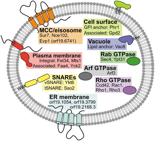 Figure 7. Twenty-two best potential C. albicans positive EV protein markers. The most promising EV marker proteins are underlined in Table 1. They are enriched or exclusive to EVs isolated from all the C. albicans strains investigated in this study. The proteins fit within the EV biomarker categories 1 and 2 from MISEV2018 which includes transmembrane, GPI-anchored, and cytosolic proteins that are EV enriched [Citation15].