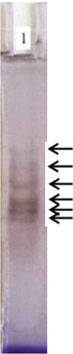 Figure 1. Native PAGE electrophoresis gel revealed by incubating with 100 mM of L-3,4-dihydroxyphenylalanine (L-DOPA) as a substrate of polyphenol oxidase. 1: Crude enzyme after acetone precipitation. Each isoenzyme band was marked.