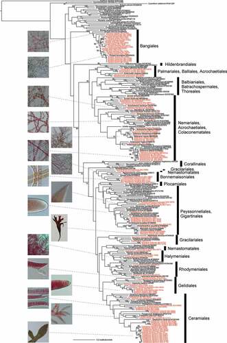 Figure 5. Maximum likelihood (ML) molecular phylogenetic tree of Rhodophyta based on chloroplast rbcL gene sequences of KU-MACC culture strains (indicated by red letters) and published sequences (black letters).