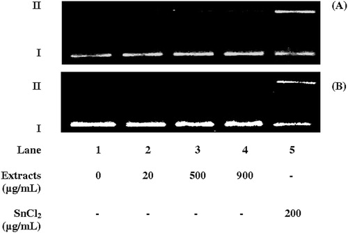 Figure 1. Agarose gel electrophoresis of plasmid DNA (pUC18, 394 µg/ml) incubated for 1 hour at 37oC with aqueous (A) or hydroalcoholic (B) extracts of S. uncinata (lanes 2–4). Lane 1 represents the negative control. Stannous chloride at 200 µg/ml was used as a positive control (lane 5). The direction of electrophoresis is top to bottom. Supercoiled (I) and relaxed circular (II) plasmid DNA forms are indicated. The gels are representative of experiments with similar results.