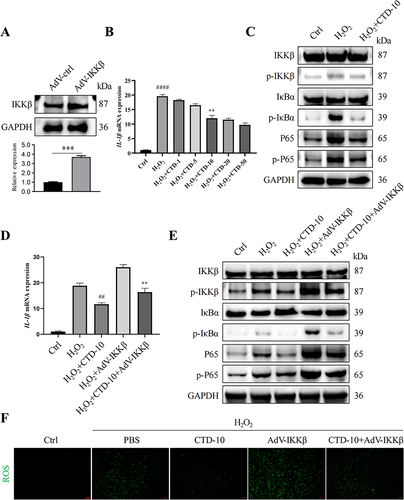 Figure 7 CTD were significantly weakened inflammatory response in vitro upon IKKβ overexpression. (A) The expression of IKKβ was detected by Western blot, (B) RT-qPCR analysis the expression of IL-1β in different CTD-treated group, #### P < 0.0001, compared to the Ctrl group; **P < 0.001, compared to the H2O2 group. (C) Western blot analysis of p-IKKβ, IKKβ, IκBα, p-IκBα, p-P65 and P65 in different groups, (D) RT-qPCR analysis the expression of IL-1β in different group, ## P < 0.01, compared to the H2O2 group, **P < 0.01, compared to the H2O2+AdV-IKKβ group. (E) Western blot analysis of p-IKKβ, IKKβ, IκBα, p-IκBα, p-P65 and P65 in different groups, (F) representative pictures of ROS staining in THP-1 cells, Scale bar: 50 μm, (n = 6 per group).