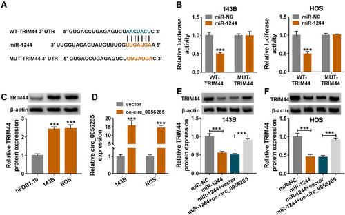 Figure 5 Circ_0056285 sponged miR-1244 to regulate TRIM44 expression. (A) The putative binding sites for miR-1244 and TRIM44 3ʹUTR were shown. (B) The relationship between miR-1244 and TRIM44 was validated by dual-luciferase reporter assay. (C) TRIM44 protein level was detected in hFOB1.19 and OS cell lines (143B and HOS) using Western blot assay. (D) Circ_0056285 expression was measured in 143B and HOS cells transfected with vector or oe-circ_0056285. (E and F) 143B and HOS cells were introduced with miR-NC, miR-1244, miR-1244+vector or miR-1244+oe-circ_0056285, and TRIM44 protein expression was examined by Western blot assay. ***P < 0.001.