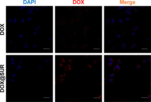 Figure S1 Confocal microscopic images of the intracellular DOX localization of MCF-7/ADR cells treated with free DOX or DOX@SUR nanoparticles at a DOX concentration of 5 μg/mL for 8 h.Note: Scale bar: 25 μm.Abbreviations: DAPI, 4,6-diamidino-2-phenylindole; DOX, doxorubicin; SUR, surfactin; DOX@SUR, DOX-loaded SUR.