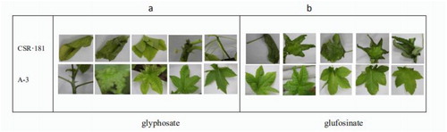 Figure 12. Herbicide resistance in CSR·181 plants. Leaf changes after spraying A-3 and CSR·181 plants with glyphosate (a) or glufosinate (b) for 7 days.