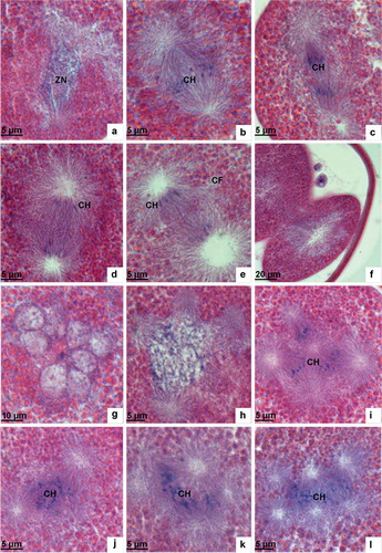 Figure 4. Light microscopic analysis of the first cleavage and polyspermy phenomenon. (a) In the prophase of the first cleavage the nuclear membrane disintegrates and the chromatin condenses to form chromosomes. (b) In the metaphase of the first cleavage chromosomes arrange in the equatorial plate. (c) The anaphase of the first cleavage showing chromosomes drawn by spindle fibres separating from each other and moving towards the two opposite poles. (d) In the telophase of the first cleavage, the separated chromosomes arrive at the two opposite poles. (e) The telophase of the first cleavage showing the cleavage furrow shape. (f) Two-cell embryo. (g) Polyspermy showing multiple male pronuclei. (h) Fusion of several pronuclei. (i–l) Multipolar spindle and multipolar separation of chromosomes. ZN, zygote nucleus; CH, chromosome; CF, cleavage furrow.