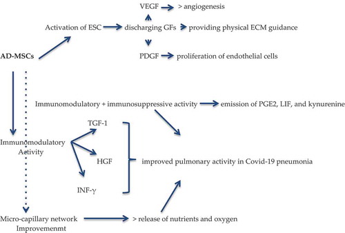 Scheme 1. Analysis of AD-MSCs bio-molecular pathway and potential mechanism in COVID-19-induced pneumonia. Abbreviations: ESC, epidermal stem cells; PGE2, prostaglandin E2; LIF, leukemia-inhibiting factor, LIF; ECM, extracellular matrix; TGF-1, transforming growth factor-1; HGF, hepatocyte growth factors; INF-γ, interferon-γ; VEGF, vascular endothelial growth factor; PDGF, platelet-derived growth factors; GFs, growth factors.