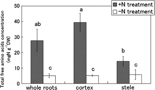 Figure 3. Comparison of the total concentration of free amino acids in whole roots, cortex and stele of tulips (Tulipa gesneriana) cultivated with −N and +N treatments. Error bars show standard error (n = 4). Different letters above bars in each part indicate a significant difference at the level of P < 0.05. N, nitrogen; DW, dry weight.