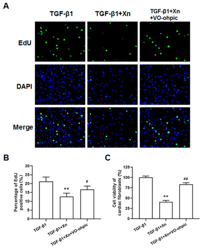 Figure 5 VO-ohpic reduced Xn-mediated inhibitory effect on TGF-β1- induced cardiac fibroblasts proliferation. (A and B) The proliferation ability was determined by EdU incorporation assay; (C) Cell viability of cardiac fibroblasts was determined by MTS. Data are mean±S.E.M. n=3. **P < 0.01 vs. TGF-β1; #P < 0.05, ##P < 0.01 vs. TGF-β1+Xn.