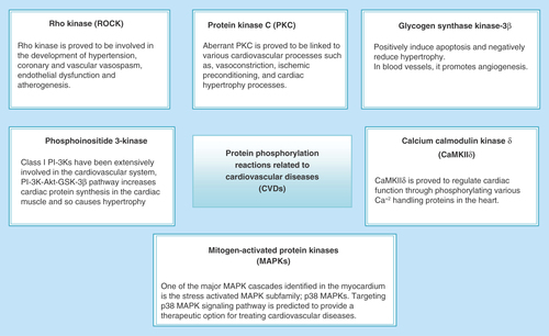 Figure 1.  The most important kinase targets that have been previously reported as kinase targets for heart disease treatment.CVD: Cardiovascular disease.