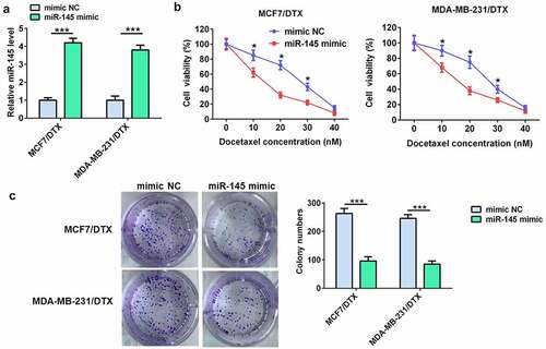 Figure 2. miR-145 overexpression inhibited BC cell resistance to docetaxel. (a) qRT-PCR analysis of miR-145 expression in MCF-7/DTX and MDA-MB-231/DTX cells after miR-145 mimic transfection. (b) Effect of miR-145 overexpression on the cell viability of MCF-7/DTX and MDA-MB-231/DTX cells cultured in the presence of docetaxel. (c) A clonogenic survival assay was performed using miR-145-overexpressed MCF-7/DTX and MDA-MB-231/DTX cells cultured in the presence of docetaxel. Values were expressed as means (SD). *P < 0.05, ***P < 0.001.