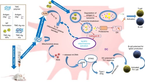 Figure 2 Mechanism of action of TMC as an adjuvant.Abbreviations: DC, dendritic cell; ER, endoplasmic reticulum; IFN, interferon; IM, intramuscular; IN, intranasal; IP, intraperitoneal; NPs, nanoparticles; ROS, reactive oxygen species; SC, subcutaneous; TLR, Toll-like receptor; TMC, trimethyl chitosan.
