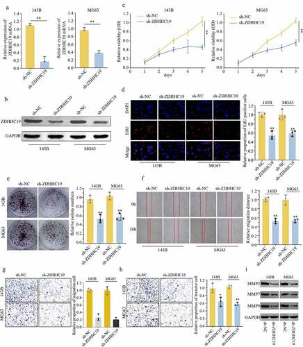 Figure 2. ZDHHC19 knockdown inhibited cell proliferation, invasion and migration in OS cells. (a, b) qRT-PCR and Western blot analysis of OS cells transfected with sh-ZDHHC19 or sh-NC. The ability of proliferation in OS cells transfected with sh-ZDHHC19 or sh-NC by CCK8 (c), EDU (d) and colony formation (e). (f) Analysis the effect of ZDHHC19 on the migration of 143B and MG63 cells by wound-healing assay. The ability of invasion and migration in OS cells transfected with sh-ZDHHC19 or sh-NC by transwell migration (g) and transwell invasion assay (h). (i) Expressions of migration-related proteins (MMP2, MMP7 and MMP9) in sh-ZDHHC19-transfected OS cells were detected by Western blot analysis. All data are presented as the mean ± standard deviation of three independent experiments. *P < 0.05; **P < 0.01.