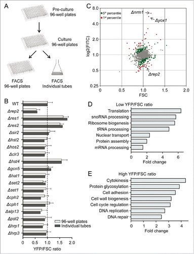 Figure 2. Genome-wide screening to identify regulators of MBF activity. (A) Cartoon representing the scheme followed to analyze the mini-library with the chromatin modifiers mutants, either on 96-well plates or grown in individual tubes. (B) Quantification of the YFP/FSC ratio of the strains indicated on the left bearing the Cdc22-YFP reporter. For the 96-well plates, values are plotted as mean ±SD of biological triplicates. (C) Plot of FITC (YFP fluorescence) vs FSC corresponding to the 2792 strains of the knockout collection. Red dots correspond to the top and bottom 1st percentile and green dots to the top and bottom 5th percentile of the FITC/FSC ratio. The position of Δyox1, Δnorm1 and Δrep2 is indicated. (D) GO classification of the 140 strains with lower YFP/FSC ratio, represented as fold enrichment versus the whole knock-out collection. (E) Same as (D) for the 139 strains with higher YFP/FSC ratio.