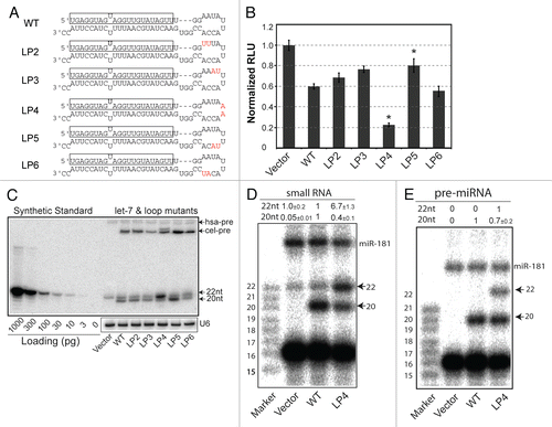 Figure 1 Identification of pri/pre-miRNA loop mutations that potentiate cel-let-7 activity and partially rescue defective mature let-7 biogenesis of cel-let-7 miRNAs in human cells. (A) Schematic diagrams depict the pre-miRNA sequences and structures of the wild-type cel-let-7 gene and loop mutants. (B) Seed-dependent repression of target reporter by the cel-let-7 and loop mutants. Average results of at least six independent trials ± S.D. are shown. Statistical significance was determined by an unpaired two-tailed Student's t test. (C) Expression of pre- and mature miRNA made from wild-type and loop mutant cel-let-7 genes was determined by quantitative northern blot. Representative results of four northern blot analyses from independent transfections are shown. Blots were also probed for U6 small nuclear RNA as a loading control. (D & E) LP4 mutations in cel-let-7 result in increases in pre- (n=2) and mature let-7 (n=3 to 6) with correct 5′ ends. The 5′ ends of (D) mature let-7 and (E) pre-let-7 made from the wild-type cel-let-7 and cel-let-7_LP4 genes were determined by primer extension analyses.