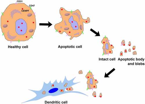 Figure 10. Apoptosis plays a role in CENPF autoantigen translocation, exposure, and antigen-presentation of DCs mainly through apoptotic body and blebs