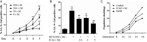 Figure 2.  Icariin (ICA) delayed the endothelial cellular senescence in vitro. (A) Human umbilical vein endothelial cells (HUVECs) were stimulated with 0, 50, 200, 400 μM homocysteine for 7 days, the percentage of senescence-associated β-galactosidase (SA-β-gal) positive cells were measured. (B) HUVECs cultured with 400 μM homocysteine were treated with 0.1 to 1, 5 μM ICA, the percentage of SA-β-gal positive cells were measured. (C) HUVECs exposed to homocysteine in the presence or absence of 5 μM ICA, the population doublings in each passage were observed. HCY, homocysteine; ICA, icariin. *p < 0.05 vs. control; **p < 0.01 vs. control; #p < 0.05 vs. HCY; ##p < 0.01 vs. HCY.