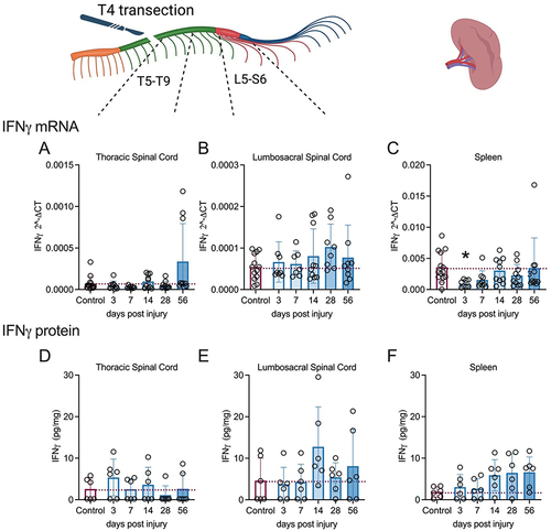 Figure 3 Changes in IFNγ mRNA and protein levels in spinal cord and spleen over days post-spinal cord injury (DPI). (A–F). qRT-PCR data show that immunomodulatory IFNγ mRNA levels remained unaltered in the injured spinal cord segments (A and B), whereas it was reduced significantly in the spleen at 3 days post-injury (DPI) (C), IFNγ protein levels appeared to increase at chronic timepoints in both the spleen and lumbosacral spinal cord segments, but changes were not significant due to variability (D–F). Controls were age-matched naïve rats. *p<0.05 compared to controls. Individual subjects are denoted by the circles. mRNA analysis was carried out on cohorts 1 and 2; however, only cohort 2 underwent protein analysis due to technical limitations. qPCR analysis (Control = 13–14; 3d = 8–9, 7d = 6–9, 14d = 8–10, 28d = 8–10, 56d = 8–10). Missing samples resulted from technical problems, including insufficient RNA quantity or low RNA integrity. MSD analysis (n=6 per group). Graphs are plotted as mean ± SD.