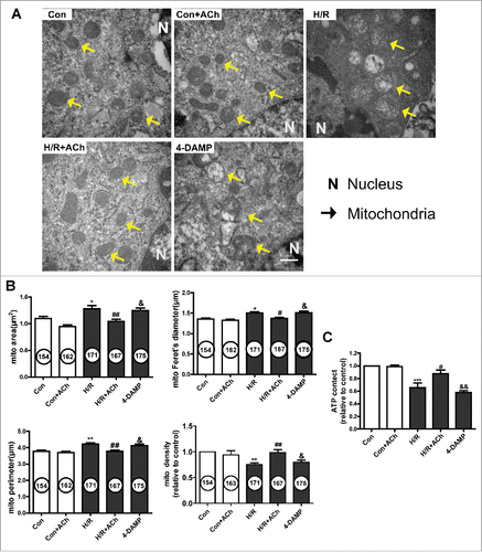 Figure 5. ACh treatment preserved mitochondrial morphology and function via M3AChR. (A) Ultrastructural changes in mitochondria in HUVECs. Magnification, 40000×; scale bar, 500 nm. Mitochondrial area, volume density, Feret's diameter and perimeter are shown in (B). (C) ACh treatment prevented the H/R-induced decrease in ATP production. Open bar, normoxia; filled bar, H/R. The data expressed as mean ± SEM in each bar graph represent the average of 4 independent experiments. *P < 0.05 vs. Con; **P < 0.01 vs. Con; ***P < 0.001 vs. Con; #P < 0.05 vs. H/R. ##P < 0.01 vs. H/R; &P < 0.05 vs. H/R + ACh; &&P < 0.01 vs. H/R + ACh.