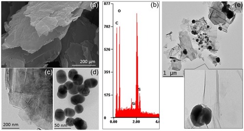 Figure 2 Surface morphology for nanoscale imaging. (A) FESEM observation for the graphene preparation; (B) Energy dispersive X-Ray analysis. The elemental compositions were found to confirm the presence of carbon; (C) FETEM observation for the graphene; (D) FETEM observation for the gold. The average size was measured to be 30 nm; (D) FETEM observation for the graphene-gold composite.Abbreviations: FESEM, field-emission scanning electron microscopy; FETEM, field-emission transmission electron microscopy (FETEM).