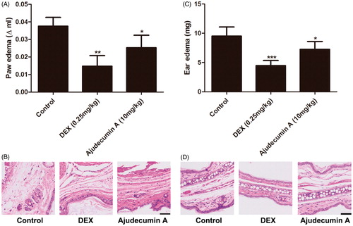 Figure 6. Ajudecumin A alleviated acute inflammation in vivo. Mice were treated with Ajudecumin A (10 mg/kg) and dexamethasone (0.25 mg/kg) by intraperitoneal injection for 5 days. Carrageenan-induced paw edema (A) and xylene-induced ear edema (C) were used to assess the anti-inflammatory effect of Ajudecumin A in vivo. The HE staining was used to evaluate the degree of inflammatory reaction in paw (B) and ear tissues (D). All data are represented as mean ± SD, n = 6. *p < 0.05, ***p < 0.001 vs. control. Bar =50 μm.