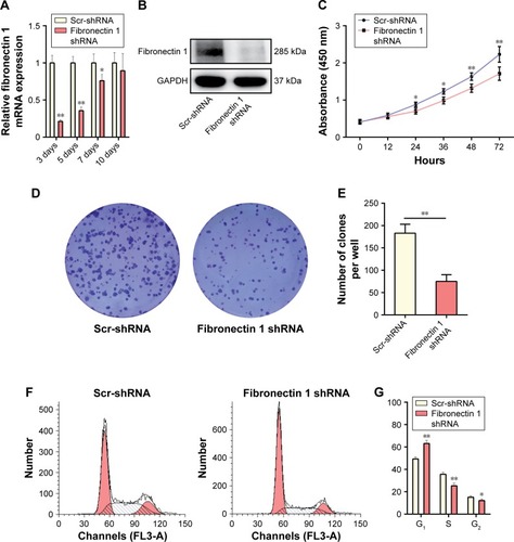 Figure 3 Fibronectin 1 knockdown suppresses K1 proliferation.