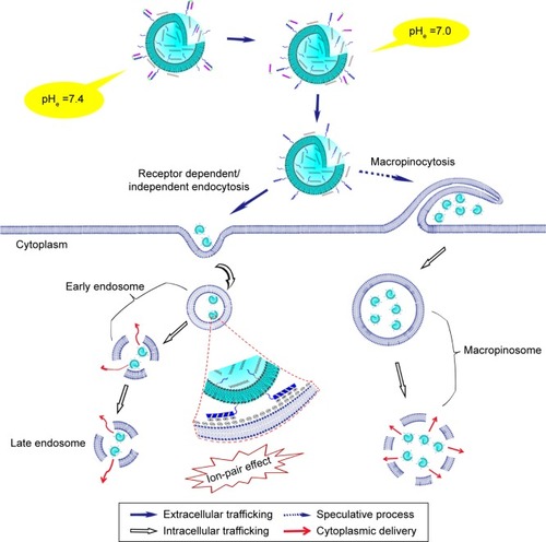 Figure 12 Schematic diagram of the proposed mechanism for A-L transportation across the cellular membrane and its delivery into cell cytoplasm.Abbreviations: ACPP, activatable cell-penetrating peptide; A-L, ACPP-modified liposomes; pHe, extracellular pH.