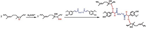 Scheme 1. Formula of the crosslinking reaction of ENR cured by ZDF.