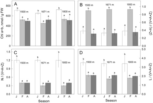 FIGURE 3. (A) Total Chl a+b relative to needle fresh weight, (B) the conversion state of the xanthophyll cycle, (C) neoxanthin relative to the total xanthophyll cycle pool, and (D) lutein relative to the total xanthophyll cycle pool in needles of Korean fir growing at three altitudes and collected during three seasons (July = J, February = F, or April = A). V = violaxanthin, A = antheraxanthin, Z = zeaxanthin, N = neoxanthin, and L = lutein. Each column and error bar represent the mean ± standard deviation of three different trees. Significant differences (determined by two-way ANOVA and Duncan's multiple range test, p < 0.05) among the means are indicated by the different letters.