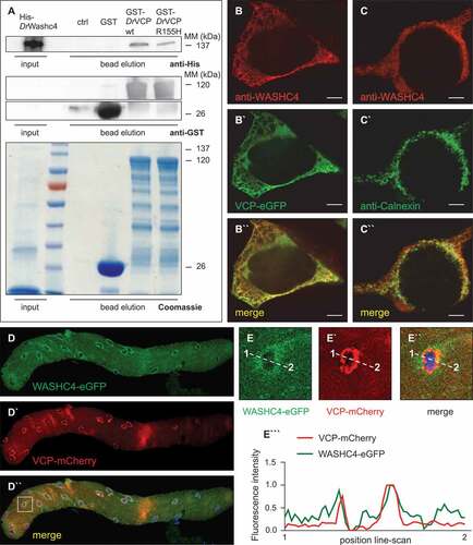 Figure 4. VCP and its interactor WASHC4 colocalize in HEK293T cells and mouse FDB fibers. (a) Western blot analysis of a representative Washc4 pull-down experiment using anti-His (upper panel) and anti-GST (middle and lower panels) antibodies. Extracts of E. coli cells expressing recombinant His-tagged zebrafish (Danio rerio, Dr) Washc4 (His-DrWashc4) were incubated with either no beads (ctrl) or glutathione beads carrying GST (GST), GST–DrVcp wt or GST–DrVcpR155H. Coomassie stained SDS–PAGE gel of a Washc4 affinity isolation experiment (lower panel). ctrl = beads incubated with PBS. (b to b``) Transfection of HEK293T cells using a VCP-eGFP expression construct (b`) and staining with an anti-WASHC4 antibody (b) show cytoplasmic colocalization of both proteins. (c to c``) HEK293T cell immunostaining of CANX (c`) and WASHC4 (c) display colocalization at the endoplasmic reticulum. Scale bar = 5 µm. (d to d``) FDB muscle fiber of a male CD1 mouse transfected with WASHC4-eGFP (d) and VCP-mCherry (d`) expressing constructs demonstrated colocalization of both proteins. (e to e``) Close-ups of the squared area of the FDB muscle fiber of D``. (e```) Line-scan profiles demonstrated overlapping fluorescence intensities. Cell nuclei were counterstained with DAPI.