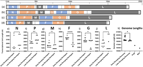 Figure 2. Genomic organization of henipaviruses and related species: of the selected genomes (a) the HeV genome has the conserved gene order N-P-M-F-G-L where each ORF is encoded on a separate mRNA which differs from (b) which is the MeliV genome characteristic of LayV, MojV, GAKV, DARV, and related viruses where the F gene encodes an additional ORF X in the 5’ UTR producing the S protein. AngV (c) has the smallest genome and each mRNA is likely monocistronic. MeV (d) which is representative of the morbillivirus genus as an outgroup is markedly smaller compared to (a) and (b). The transcriptional unit length (all nucleotides from last intergenic residue to the first residue of the next intergenic region) from each major branch of the henipavirus phylogeny compared to each other for (e) the N gene of genomes with intergenic region present in the leader, (f) for P gene in all genomes, (g) M in all genomes, (h) F transcriptional unit (including ORF X/S protein CDS for early diverging genomes), (i) G gene, (j) for the L gene in all genomes with intergenic sequence in the trailer, and (k) total reported genome length. The length of early diverging henipavirus genomes (including LayV and MojV) is longer compared to later diverging genomes (including HeV, NiV, and CedV) and the transcriptional unit encoding the F protein and/or S protein is significantly longer (f).