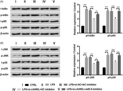 Figure 5. Silencing cANRIL blocked NF-κB and JNK/p38 pathways by positively regulating miR-9 in LPS-treated HK-2 cells. After si-cANRIL (or miR-9 inhibitor) or the corresponding controls transfection, cells were exposed in LPS solutions for 6 hours. (A,B) The protein levels of t-IκBα, p-IκBα, t-p65, p-p65, t-JNK, p-JNK t-p38 and p-p38 were examined by western blot. The relative expression of proteins was normalized by β-actin. N = 3. Results were expressed as mean ± SD. *p < .05, **p < .01, ***p < .001.