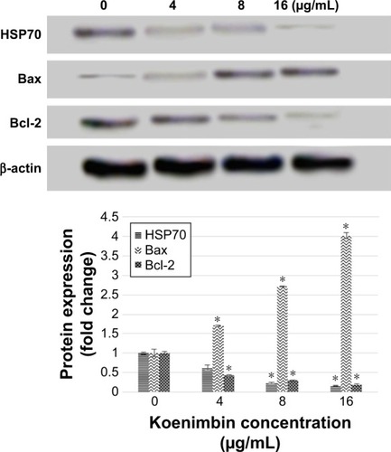 Figure 13 The expression of selected apoptotic-related proteins including Bcl-2, Bax, and HSP70 using Western blotting method.