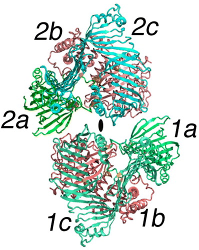 Figure 2.  The dimer of lipovitellin. The cartoon model depicts the crystal structure of lamprey lipovitellin. It is thought to be a homolog of the NH2-terminal of apoB and the intact MTP proteins. The LV dimer has 2-fold rotational symmetry, with the position of the 2-fold axis indicated by the elliptical black mark in the center of the diagram. Each subunit, labeled 1 and 2, is composed of multiple domains illustrated by the colors red, blue, and green (or shades of gray) and the letters a, b, c. The green domains labeled 1a and 2a include residues from the NH2-terminal region. The domains shown in red (1b and 2b) are comprised of a double layer of α-helices. The blue domains, labeled 1c and 2c, consist of mainly of β-strands forming several sheets that surround the lipid-binding cavity.