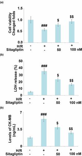 Figure 2. Sitagliptin prevented H/R-induced damages in H9c2 cardiomyocytes.