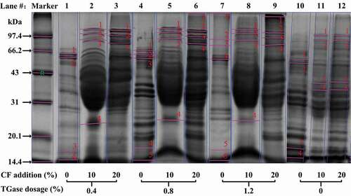 Figure 3. SDS-PAGE of cooked noodles. Left lane: standard marker. CF addition level (%) and TGase dosage (%) are indicated at bottom for Lane # 1–12. Lane #1, #4, #7 and #10 are wheat flour control (0% CF); and Lane #10, #11 and #12 are TGase treatment control (0% TGase). The results indicated that chickpea proteins were involved in the cross-linked network catalyzed by TGase