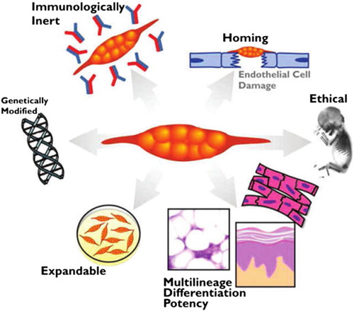 Figure 1. Benefits of MSC therapy. The cellular characteristics of MSCs are essential for their therapeutic uses.