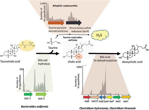 Figure 8. Identification of functional bile acid metabolizing genes in mouse cecal metatranscriptome of B4PC2 community.