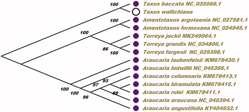 Figure 1. Phylogenetic relationships of 13 species within T. wallichiana based on the maximum-likelihood (ML) analysis chloroplast genome sequence from NCBI. The bootstrap values were based on 2000 replicates, and are shown next to the branches.