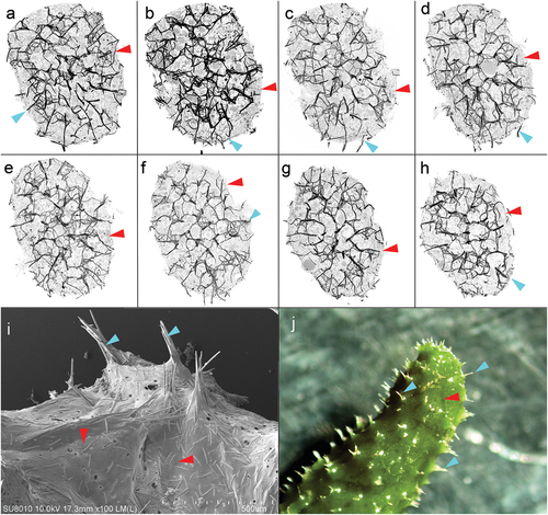 Figure 9. Cross-sections of the sponge and surface of Spongilla lacustris. (a–h) Cross-sections of the sponge 50 stack thick (~250 µm) with centrally arranged bundles of the main branch (dark nodes) and lateral branches, and spikes extending above the surface of the sponge. (i) Surface of sponge body with spikes constituting the ends of the side arms of the skeleton (SEM). (j) Surface of sponge body (in situ photography).