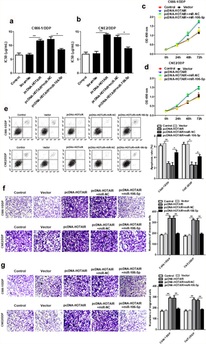 Figure 4. HOTAIR regulated the DDP resistance, cell proliferation, invasion and apoptosis of C666-1/DDP and CNE2/DDP cells by binding miR-106a-5p. HOTAIR overexpression vector was transfected into C666-1/DDP and CNE2/DDP cells alone or together with miR-106a-5p mimic, following transfection for 48 h, the IC50 values of DDP (a, b), the cell proliferation were detected by CCK-8 (c, d), and cell apoptosis (e), invasion (f) and migration (g) were detected by AnnexinV/PI and Transwell. *p < 0.05, **p < 0.01.