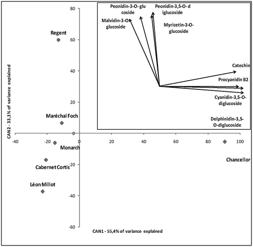 FIGURE 1 Canonical discriminant analysis of Cabernet Cortis, Chancellor, Léon Millot, Maréchal Foch, Monarch, and Regent based on polyphenol profile in the three years of study. The inserted vector diagram indicates the direction of eight phenolic compounds with highest correlation (>0.9) with first two canonical variables in the space defined by CAN1 and CAN2.