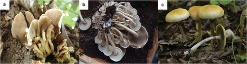 Figure 1. Biomorphology of some Agrocybe species. (a) A. cylindracea in the wild. (b) Cultivated A. cyclindraceae. (c) A. praecox in the wild.