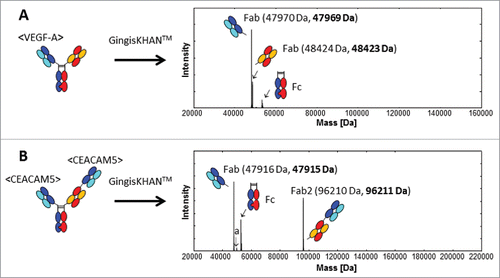 Figure 3. UHR-ESI-QTOF mass spectrometry of (A) the mAb1 derived 1+1 and (B) mAb5 derived 2+1 CrossMabs digested with GingisKHAN™. Undigested and single-digested bispecific antibodies could not be detected in the deconvoluted spectra. The mass denoted a:50012 Da (B) was identified as the non-glycosylated Fc (expected average mass: 50012 Da). Expected average and determined (bold) masses of the Fabs are stated in parentheses.