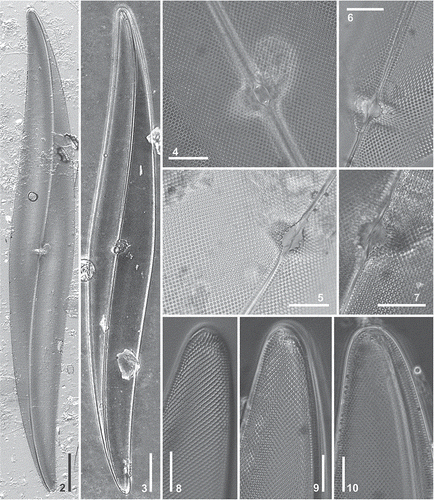Fig. 2–10. Pleurosigma guarreranum, holotype: LPC 13671, Piedras Coloradas (Figs 3, 7–10); paratype: LPC 13672, Las Grutas (Figs 2, 4–6). LM. 2, 3. Valve showing the central area with bilateral dilatation. 4–7. Details of central areas. Figure 4 shows the central nodule, containing the central raphe endings, surrounded by two symmetrical, almost parallel bars (cf. Fig. 24); Fig. 7 is focused on the external raphe fissures (cf. Figs 12, 14). 8–10. Details of the valve apex, including two different focuses of the same apex (Figs 8, 9). Note that the terminal area is unilaterally dilated and funnel-shaped in apical position (Fig. 9); Fig. 10 shows the helictoglossa (cf. Figs 25–27). Scale bars = 50 µm (Figs 2, 3) and 10 µm (Figs 4–10).