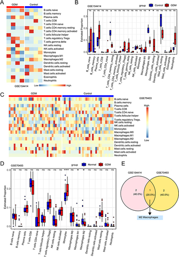 Figure 4 Immune cell infiltration in human placenta. (A) Heatmap of immune cell infiltration in the GSE154414 dataset for GDM and control groups. (B) Bar plot showing the proportion of infiltrating immune cells between GDM and control groups in GSE154414 dataset. (C) Heatmap showing the immune cell infiltration of GDM and control groups in GSE79403 dataset. (D) A bar plot depicts the proportion of infiltrating immune cells in the GSE79403 dataset between GDM and control groups. (E) Venn diagram showing shared significant differential immune cell types between GSE154414 dataset and GSE79403 dataset, which obtained M2 macrophages. “ns” represents p > 0.05, * represents p < 0.05, *** represents p < 0.001.