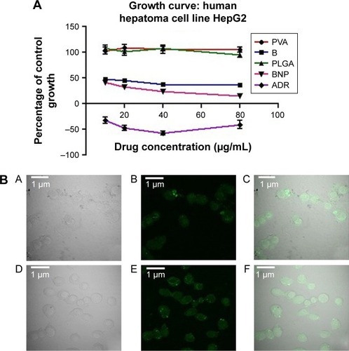 Figure 3 Growth curve of HepG2 cells and Confocal microscopy.Notes: (A) Growth curve of PVA, PLGA, B and BNP on HepG2 cells. (B) Confocal microscopic images of FITC-labeled B (A–C) and FITC-labeled BNP (D–F) showing the cellular uptake of PLGA-loaded nanoparticles in HepG2 cells. (A and D) Bright field, (B and E) green fluorescent channel and (C and F) overlay of channels.Abbreviations: PVA, polyvinyl alcohol; PLGA, poly(lactic-co-glycolic acid); B, betulinic acid; BNP, B nanoparticles; FITC, fluorescein isothiocyanate; ADR, Adriamycin.