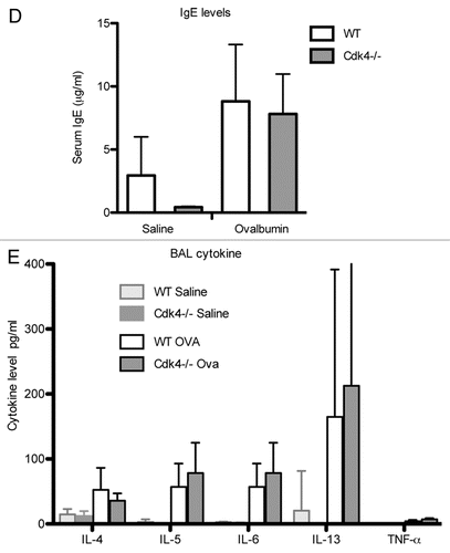 Figure 5 Loss of Cdk4 in hematopoietic cells does not alter response to allergen challenge. (D) Serum IgE content was measured by ELISA. (E) Cytokine measurements in bronchoalveolar lavage fluid. Values are means ± SEM for 10 mice per group (p < 0.05 compared with PBS sensitization and challenge). All mice are bm chimeras.